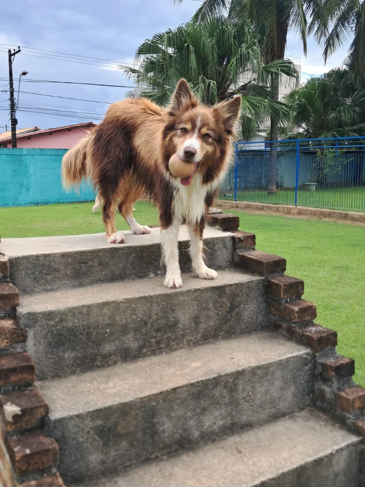 Hdog Humanize Vet & Pet - Creche pet