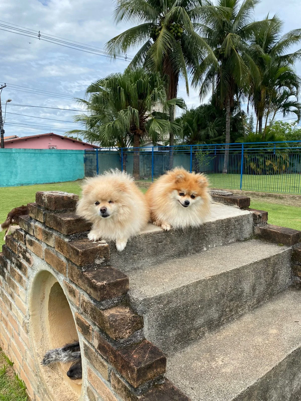 Hdog Humanize Vet & Pet - Banho e tosa