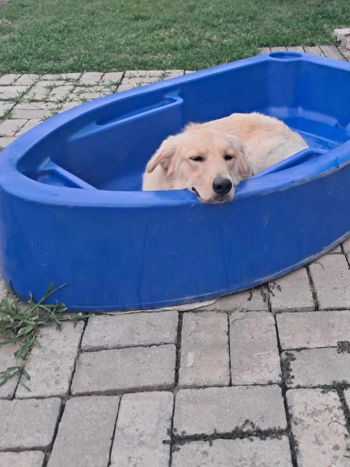 Hdog Humanize Vet & Pet - Piscina pet