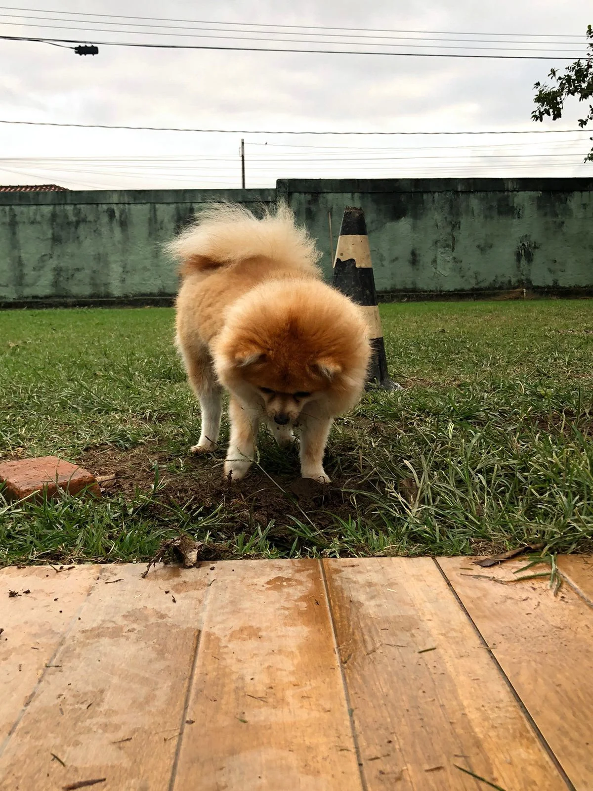 Hdog Humanize Vet & Pet - Cuidados veterinários