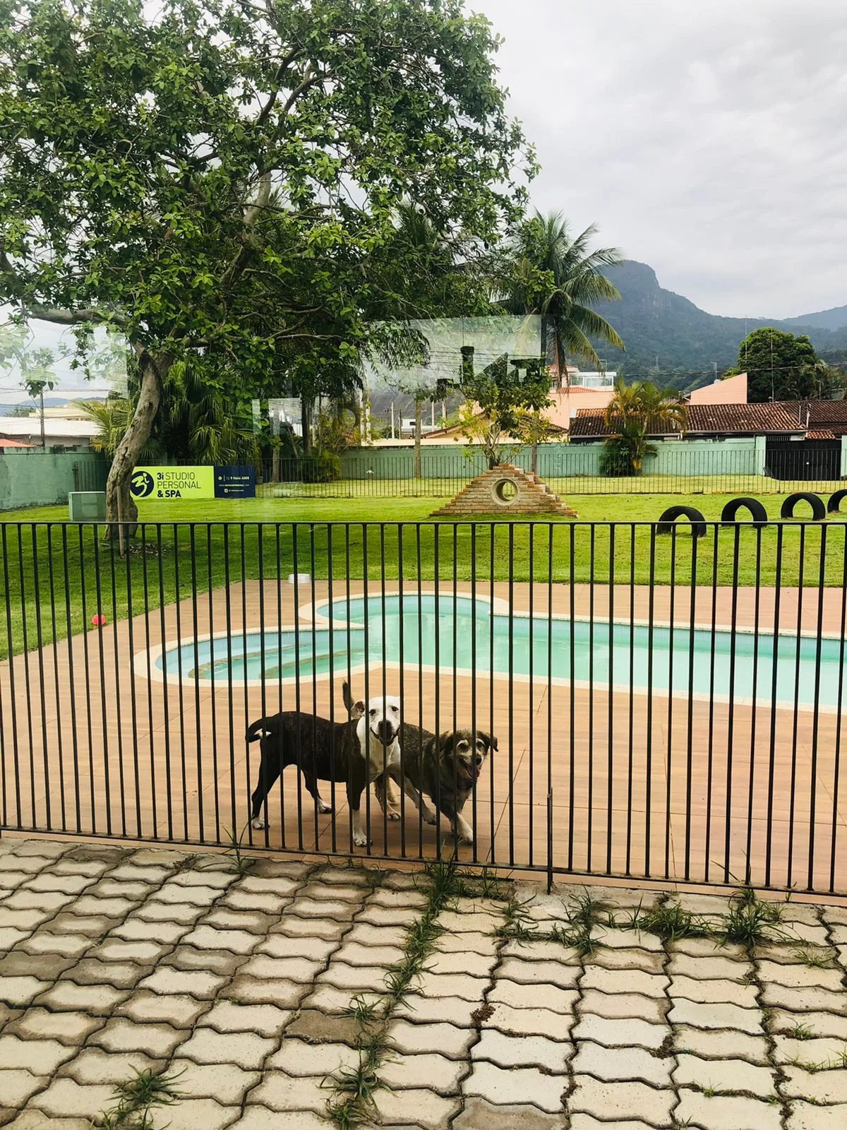 Creche Pet - Foto 2 - Hdog Humanize Vet & Pet Caraguatatuba