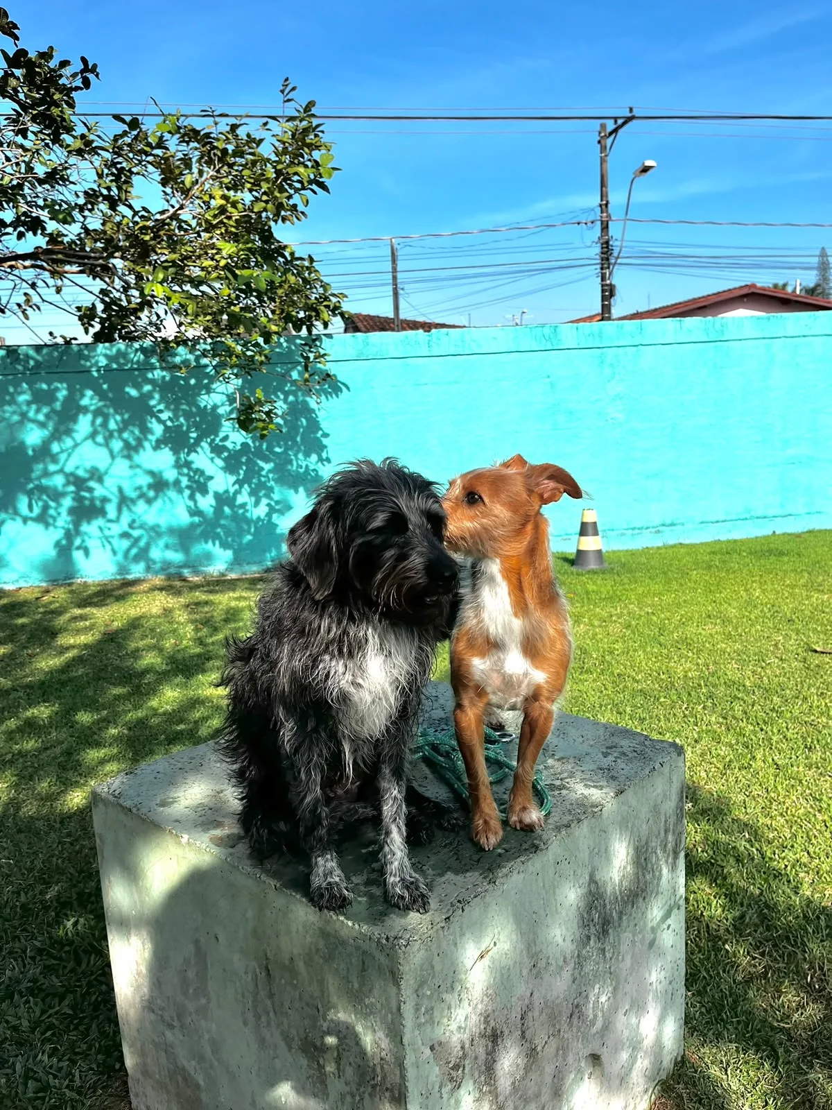 Hdog Humanize Vet & Pet - Área de atendimento