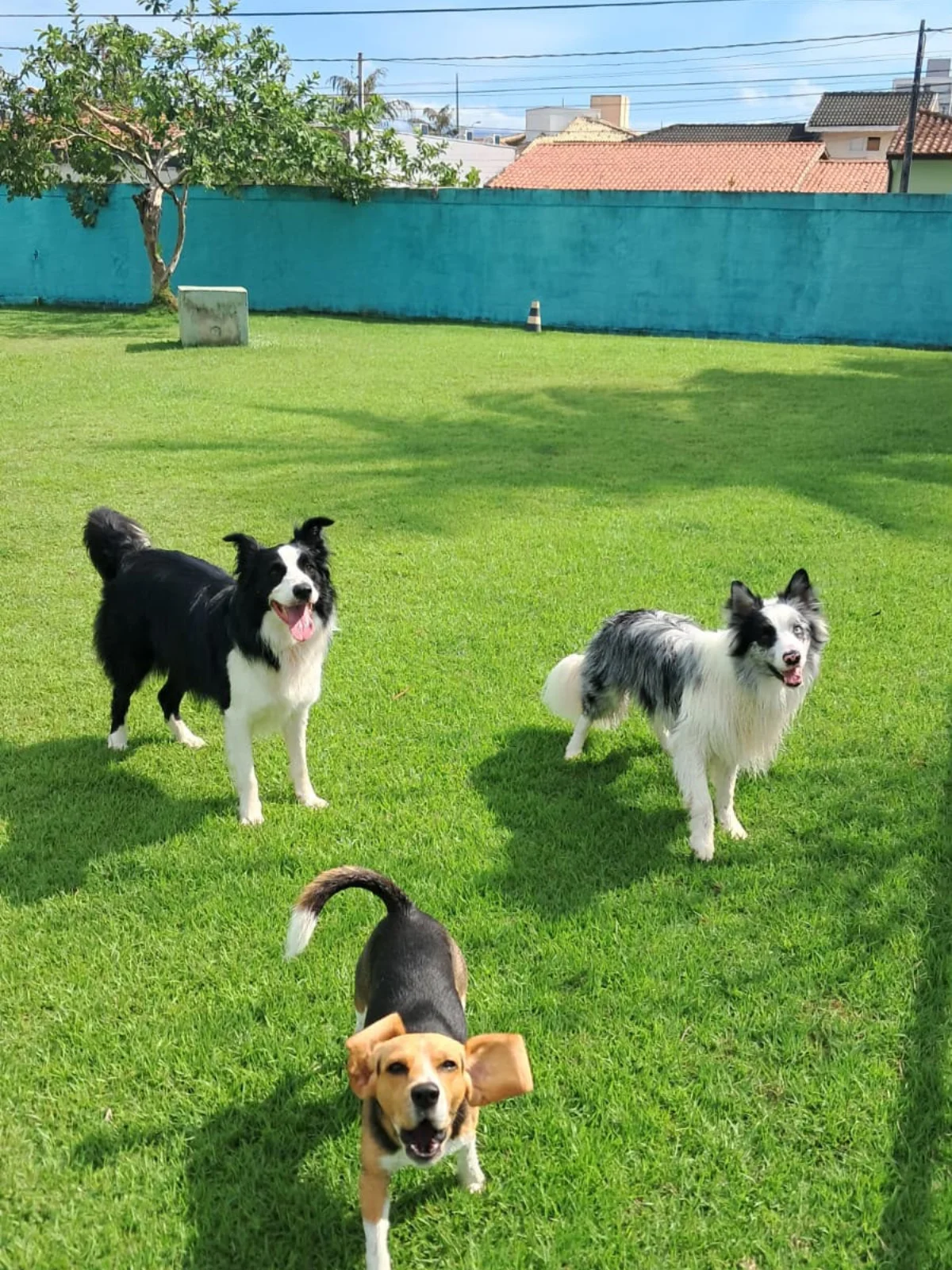 Hdog Humanize Vet & Pet - Banho e tosa