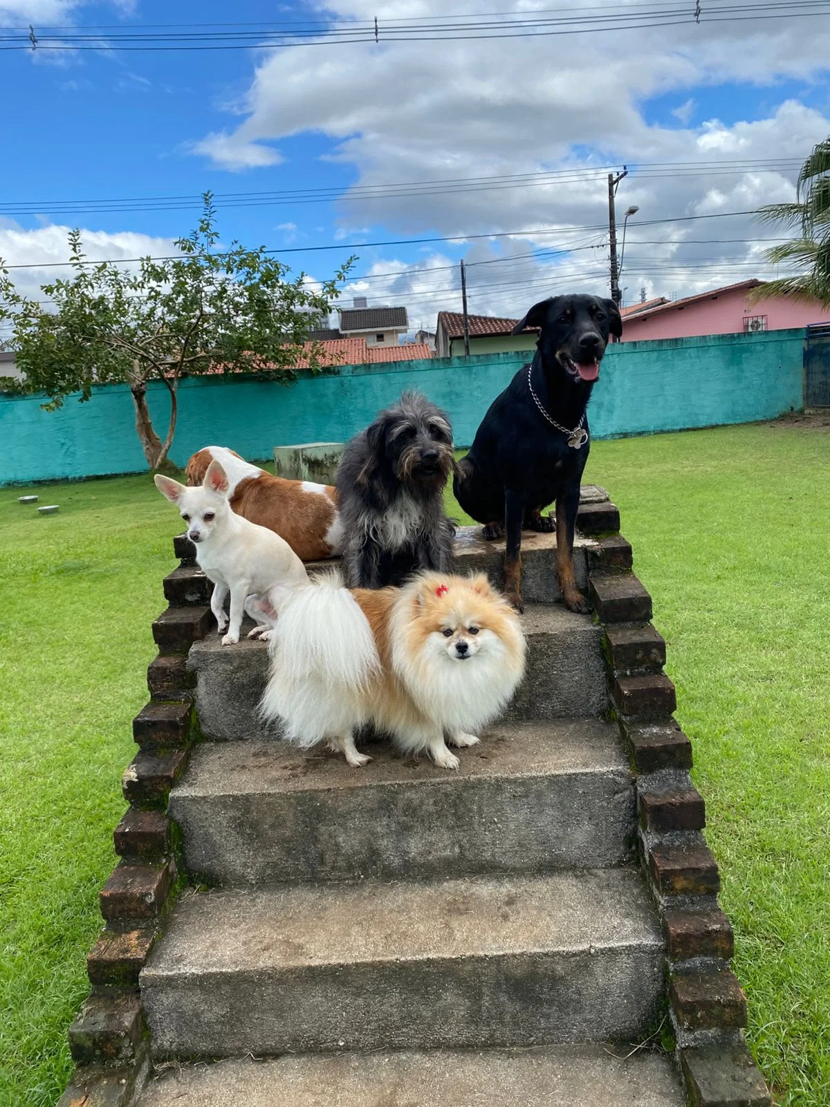 Hdog Humanize Vet & Pet - Piscina pet