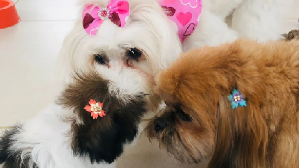 Creche Pet em Caraguatatuba - Day Care para cães e gatos