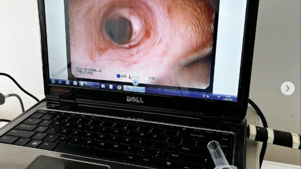 Exames laboratoriais veterinários em Caraguatatuba - Ultrassom e Raio X