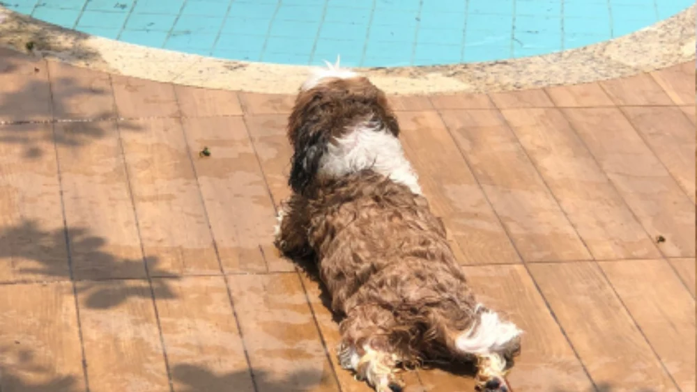 Hotel Pet em Caraguatatuba - Hospedagem para cães e gatos