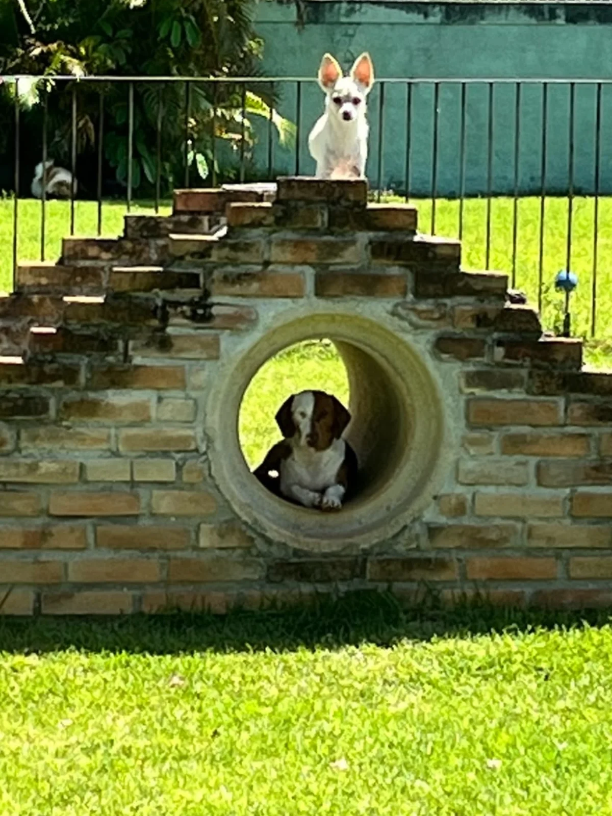Hdog Humanize Vet & Pet - Área de atendimento veterinário