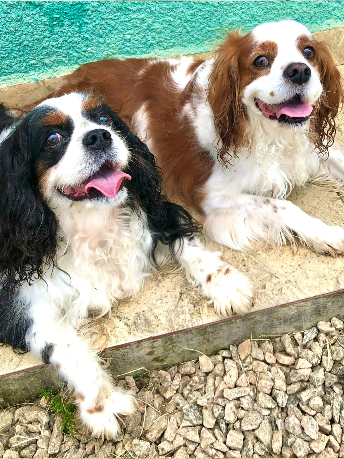 Hdog Humanize Vet & Pet - Área de banho e tosa