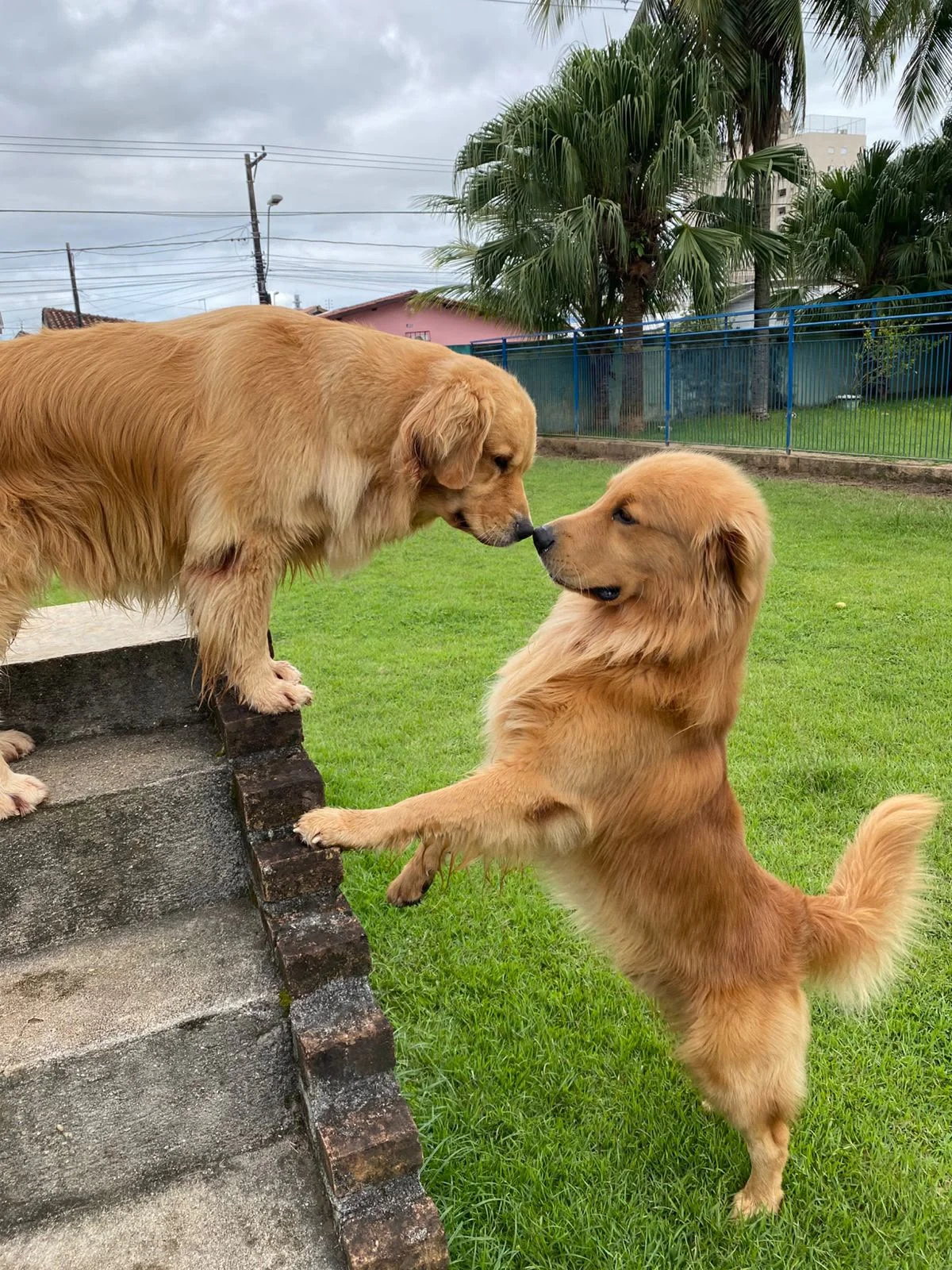 Hdog Humanize Vet & Pet - Hotel e creche pet
