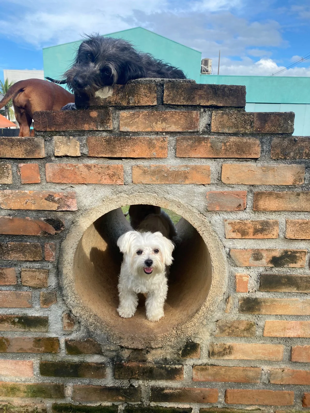 Hdog Humanize Vet & Pet - Equipe veterinária