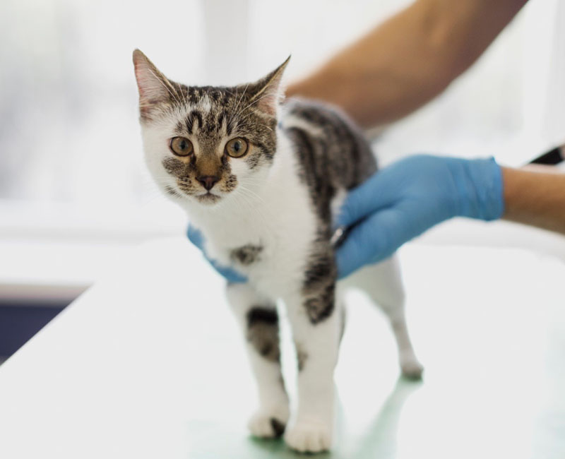 Cardiologista Veterinário em Caraguatatuba | Hdog humanize Vet&Pet