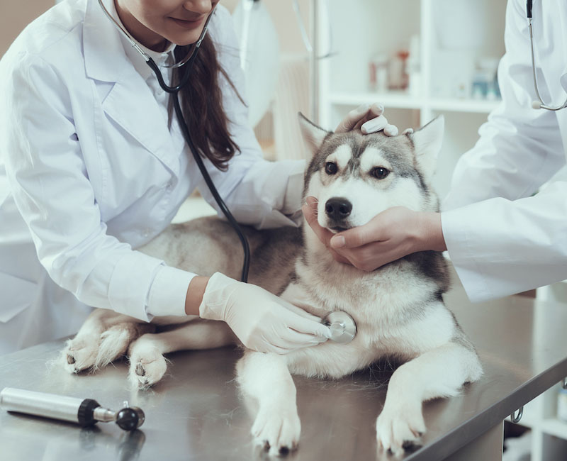 Cardiologista Veterinário em Caraguatatuba | Hdog humanize Vet&Pet