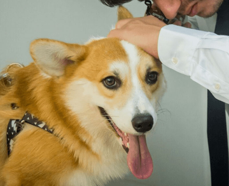 Dermatologista veterinário em Caraguatatuba | Hdog humanize Vet&Pet