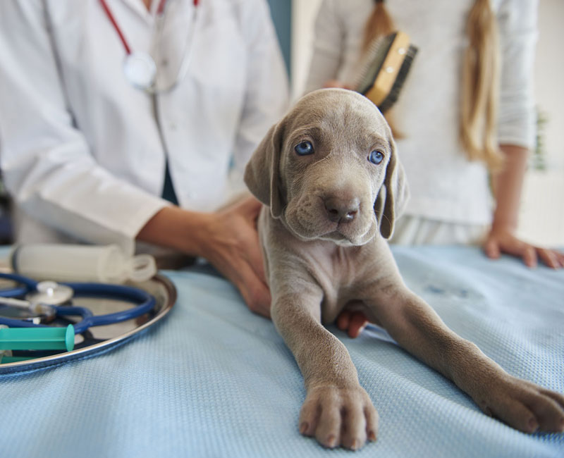 Dermatologista veterinário em Caraguatatuba | Hdog humanize Vet&Pet