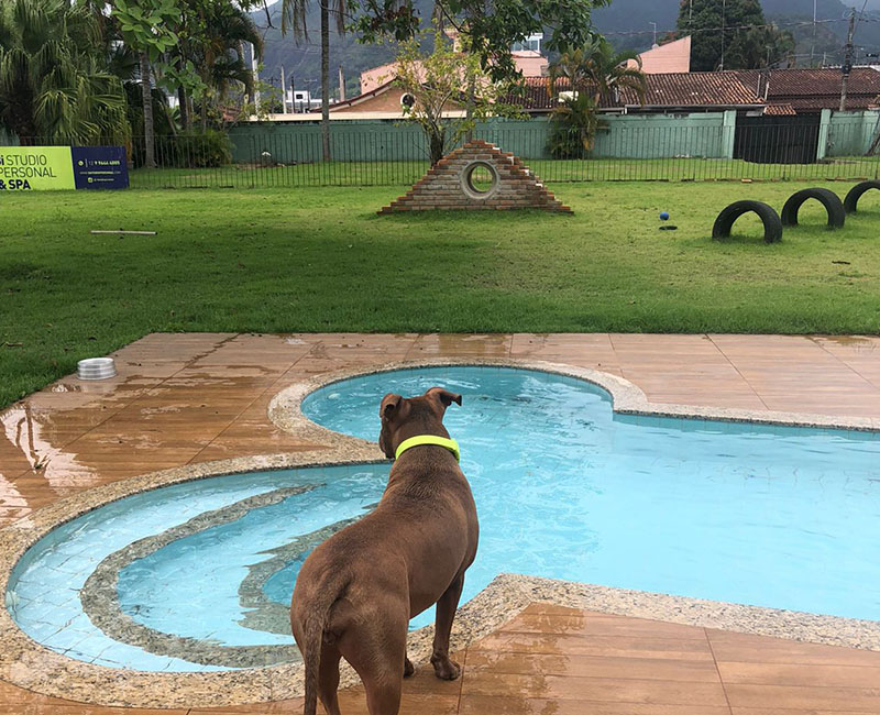 Hotel para Animais em Caraguatatuba | Hdog humanize Vet&Pet